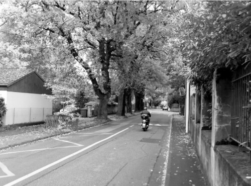 Rangée de chênes, chemin Pinchat