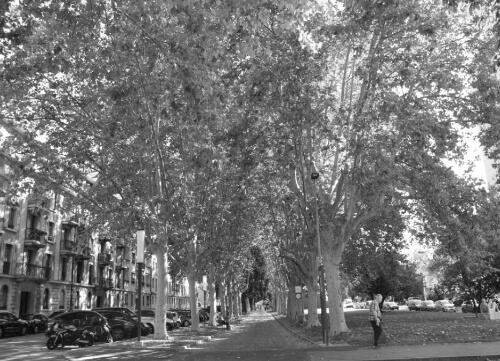 Allée de platanes, mail des Promenades